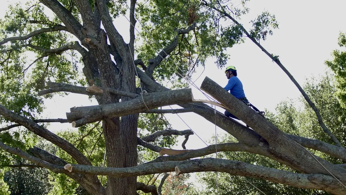 Professional Crown Thinning performed by certified arborists in Mayfield